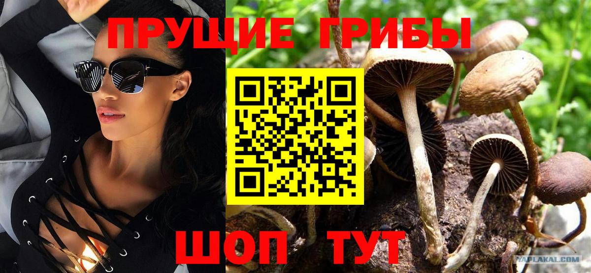 Псилоцибиновые грибы мицелий Чехов